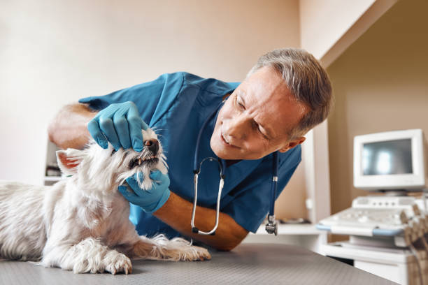 Best Emergency Dentist for Knocked-Out Tooth in Coopersburg, PA